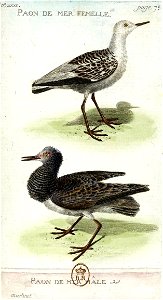 François-Nicolas Martinet - Histoire des oiseaux - VII - paon de mer