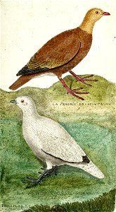 François-Nicolas Martinet - Histoire des oiseaux - Perdrix de montagne