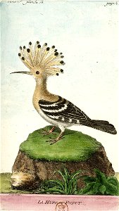François-Nicolas Martinet - Histoire des oiseaux - Huppe fasciée