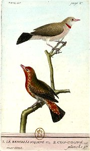 François-Nicolas Martinet - Histoire des oiseaux - III - Bengali piqueté
