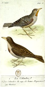 François-Nicolas Martinet - Histoire des oiseaux - IV - Calandre