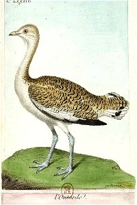 François-Nicolas Martinet - Histoire des oiseaux - Outarde