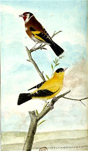 François-Nicolas Martinet - Histoire des oiseaux - III - Chardonneret