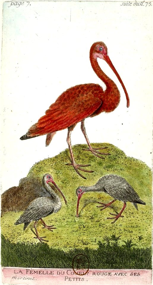 François-Nicolas Martinet - Histoire des oiseaux - VII - btv1b8454709t 289