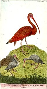 François-Nicolas Martinet - Histoire des oiseaux - VII - btv1b8454709t 289