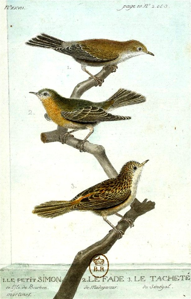 François-Nicolas Martinet - Histoire des oiseaux - IV -Petit Simon, le Fade
