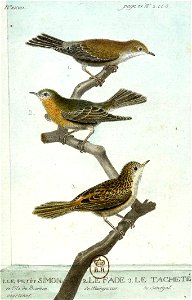 François-Nicolas Martinet - Histoire des oiseaux - IV -Petit Simon, le Fade