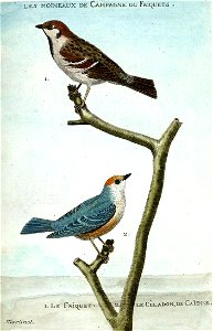 François-Nicolas Martinet - Histoire des oiseaux - III - Friquet