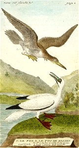 François-Nicolas Martinet - Histoire des oiseaux - VIII - Fous