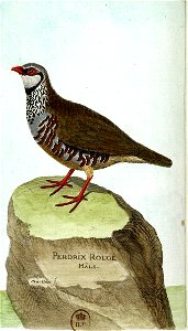 François-Nicolas Martinet - Histoire des oiseaux - Perdrix rouge mâle