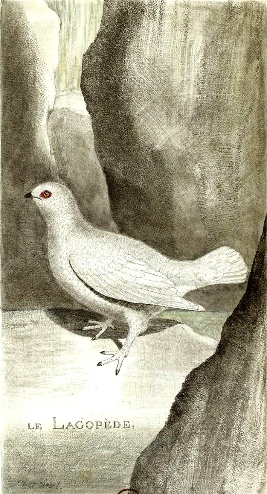 François-Nicolas Martinet - Histoire des oiseaux - Lagopède