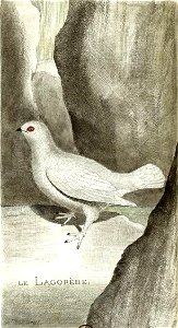 François-Nicolas Martinet - Histoire des oiseaux - Lagopède