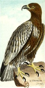 François-Nicolas Martinet - Histoire des oiseaux - Orfraie