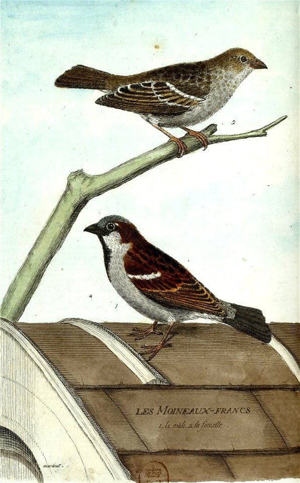 François-Nicolas Martinet - Histoire des oiseaux - III - Moineau domestique