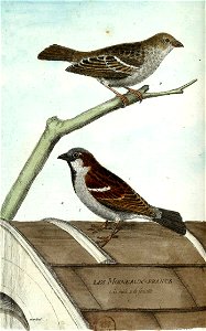 François-Nicolas Martinet - Histoire des oiseaux - III - Moineau domestique