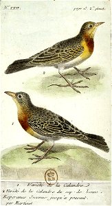 François-Nicolas Martinet - Histoire des oiseaux - IV - Variétés de la Calandre