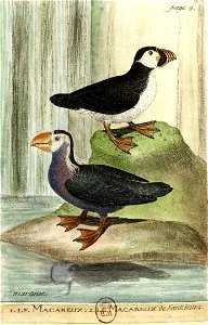 François-Nicolas Martinet - Histoire des oiseaux - VIII - Macareux