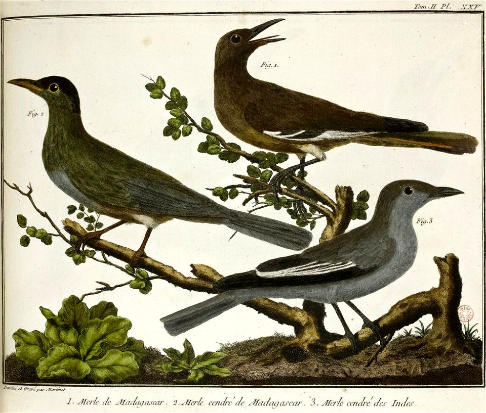 François-Nicolas Martinet - Brisson Mathurin-Jacques - Merle de Madagascar