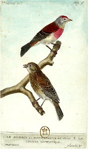 François-Nicolas Martinet - Histoire des oiseaux - III - Sizerin