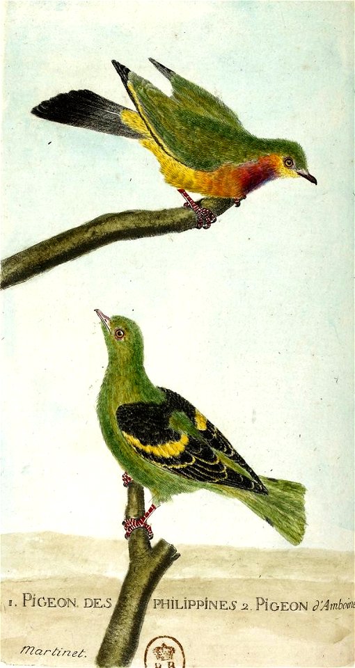 François-Nicolas Martinet - Histoire des oiseaux - Pigeon de Philippines