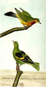 François-Nicolas Martinet - Histoire des oiseaux - Pigeon de Philippines