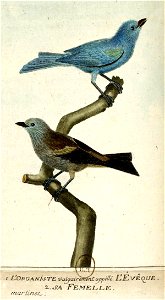 François-Nicolas Martinet - Histoire des oiseaux - III - évêque