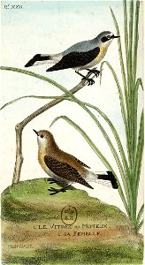 François-Nicolas Martinet - Histoire des oiseaux - IV - Moteux et sa femelle