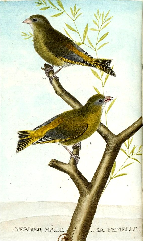 François-Nicolas Martinet - Histoire des oiseaux - III - Verdier