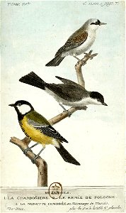 François-Nicolas Martinet - Histoire des oiseaux - IV - Mésanges Charbonnière et Nonnette