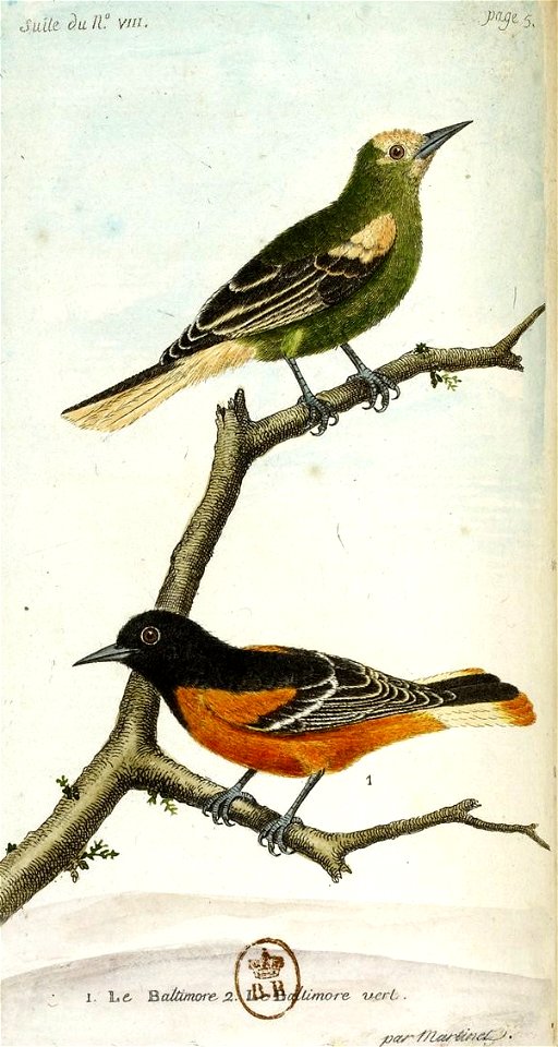 François-Nicolas Martinet - Histoire des oiseaux - V - Baltimore