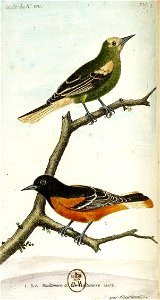 François-Nicolas Martinet - Histoire des oiseaux - V - Baltimore