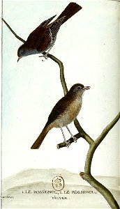 François-Nicolas Martinet - Histoire des oiseaux - IV - Rossignol