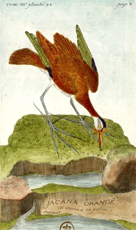 François-Nicolas Martinet - Histoire des oiseaux - VII - Jacana orangé