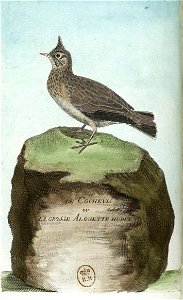 François-Nicolas Martinet - Histoire des oiseaux - IV -Alouette huppée