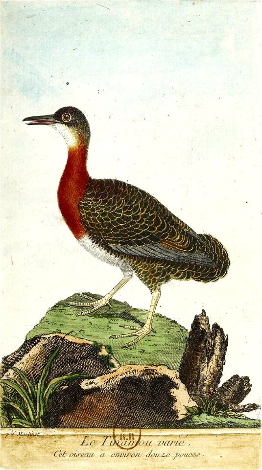 François-Nicolas Martinet - Histoire des oiseaux - Tinamou