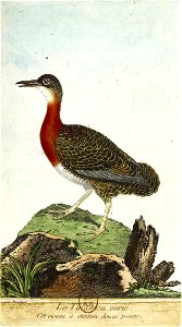François-Nicolas Martinet - Histoire des oiseaux - Tinamou