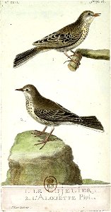 François-Nicolas Martinet - Histoire des oiseaux - IV - Cujelier et alouette