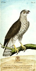 François-Nicolas Martinet - Histoire des oiseaux - Autour