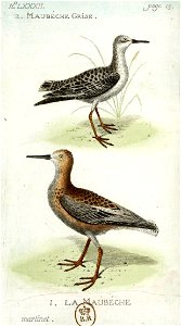 François-Nicolas Martinet - Histoire des oiseaux - VII - Maubèche et maubèche grise