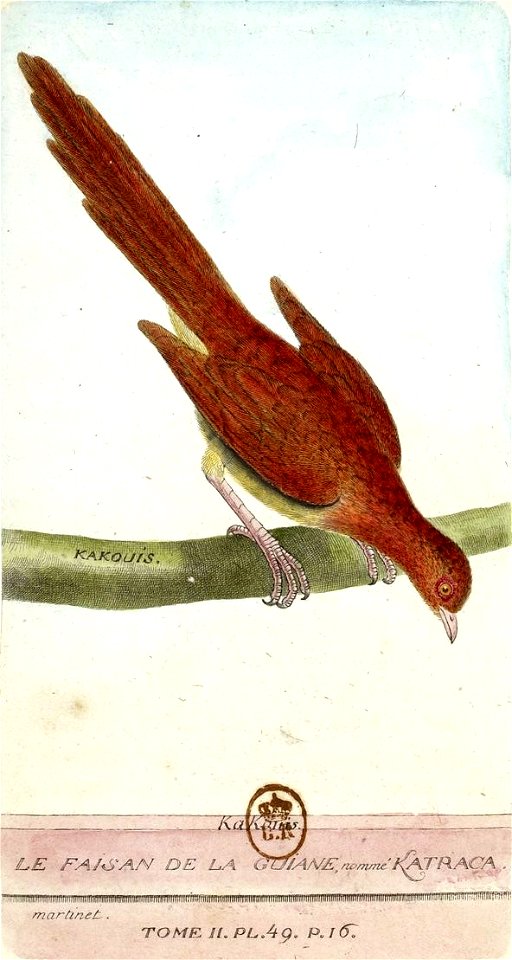François-Nicolas Martinet - Histoire des oiseaux - Kakouis