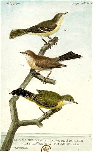 François-Nicolas Martinet - Histoire des oiseaux - IV - Figuiers du Bengale et du Sénégal
