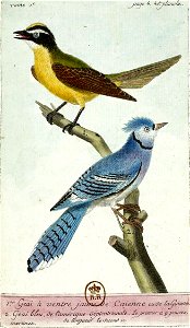 François-Nicolas Martinet - Histoire des oiseaux - V - Geai à ventre jaune et geai bleu. Free illustration for personal and commercial use.
