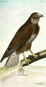 François-Nicolas Martinet - Histoire des oiseaux - Buse