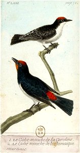François-Nicolas Martinet - Histoire des oiseaux - IV - Gobe-mouche de Caroline et de la Jamaïque. Free illustration for personal and commercial use.