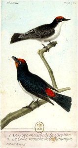 François-Nicolas Martinet - Histoire des oiseaux - IV - Gobe-mouche de Caroline et de la Jamaïque