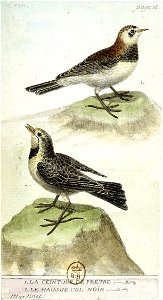 François-Nicolas Martinet - Histoire des oiseaux - IV - Hausse col noir