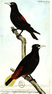 François-Nicolas Martinet - Histoire des oiseaux - V - Cassiques