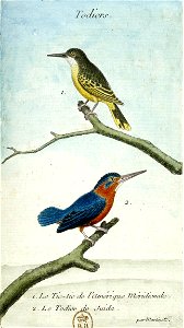 François-Nicolas Martinet - Histoire des oiseaux - Todier de Juida