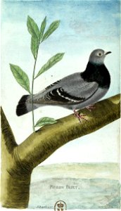 François-Nicolas Martinet - Histoire des oiseaux - Pigeon Biset
