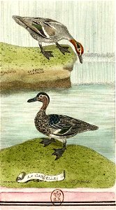 François-Nicolas Martinet - Histoire des oiseaux - Sarcelles